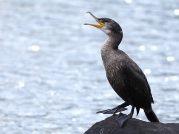 2025年11月8日の野鳥公園