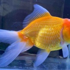 『金魚•メダカ入舎情報』の画像