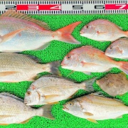 2026年6月18日　釣果