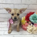 小さなチワックスちゃん！！