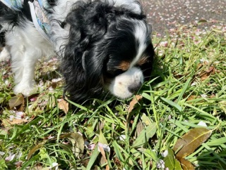 息子に勧めたけれどスルーされたこと