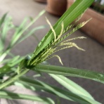 きゅるきゅるインコの日記