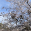 KSR80弐号機　再び復活Part2☆