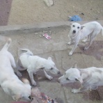 カイロ～天使たちの暮らす街～