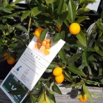 ㈲大江住宅、人呼んで、‘ひごもっこり‘のblog