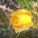 ぞうあざらしの黄昏時の音楽