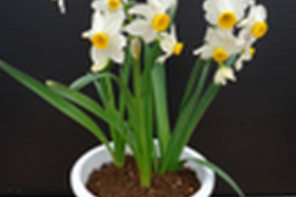 Woodduckのblog 花言葉