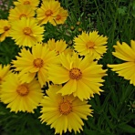 秋田野の花　道の花
