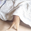 まるは潜って眠りたい