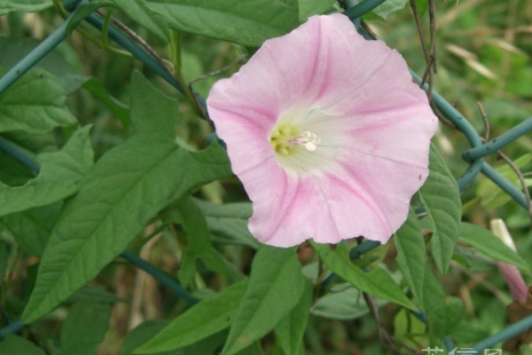 花信風 季節からのたより ヒルガオ科