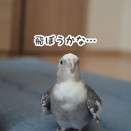 見下ろすニュー