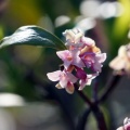 Healing Garden NVC