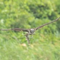 2025年7月15日の野鳥公園