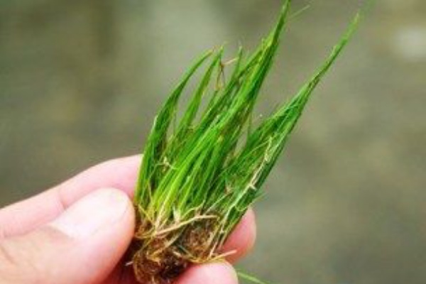 植栽方法 水草タイプ別の植栽方法 Sonoアクアプランツファーム水草情報局