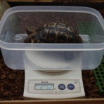 “TorToise My way”