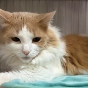 郷ひろみさんの1990年代のチケットやグッズ～♪