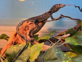 ３階トカゲ新入荷！！