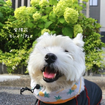 さぼりたい朝と、犬の気持ち