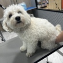 トリミング室より