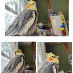 まったり覚書。with オカメインコ