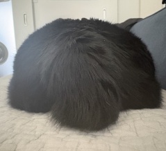 アヤちゃんの短いしっぽ