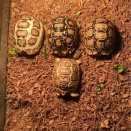 小さめリクガメ