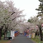 ＴＳのマスターズ水泳ブログ