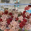 ＊色とりどりの粒々多肉の寄せ植えを早く完成させる方法