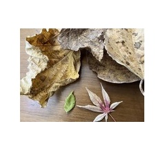 秋の忘れ物がまた届いた？