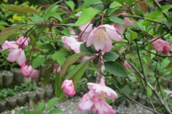ハナカイドウ ステキなピンクの花 四季おりおりの庭
