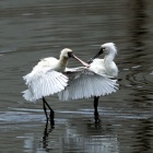 『投稿：観ているだけでも楽しいクロツラヘラサギとその環境【追記】2025/05/19』の画像