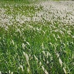 名歌名句鑑賞のblog