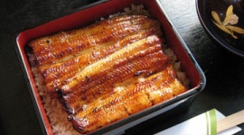ウナギ稚魚が今年も不漁…「このままでは組合員数が半減する」