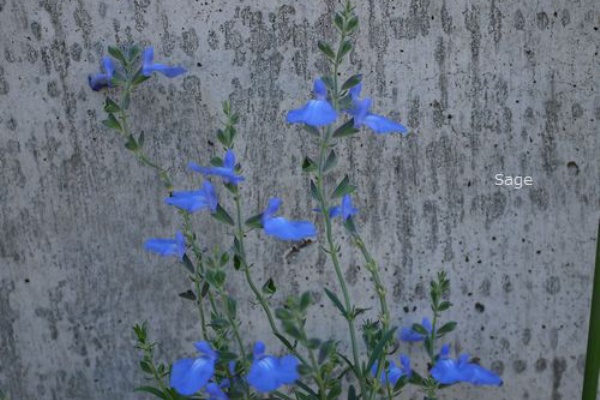 ブルーのチェリーセージ ぽぽちゃんず