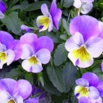 らぶりぃべいべー★