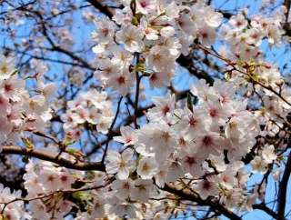 【maniacs杉田のマニアの片鱗】第11回 江川せせらぎ緑道の桜が見頃です！