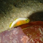 石垣島ダイビングブログ