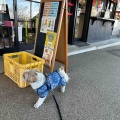 愛犬と一緒に、権現堂公園でお散歩。*\(^o^)/*