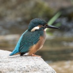 公園の野鳥 in 神戸