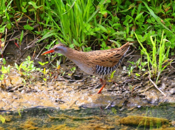 対岸を歩くクイナです