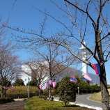 『三郷の桜開花はもう少し先のようです』の画像