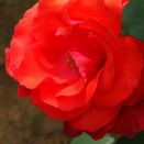 緋扇　（ひおうぎ）