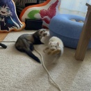 わたしのおしり#365