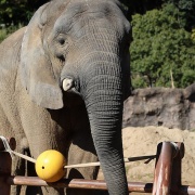媛ちゃんの19歳のお誕生会♪ (2)