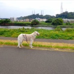 いんちょブログ