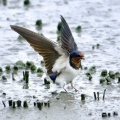 2026年5月7日の野鳥公園