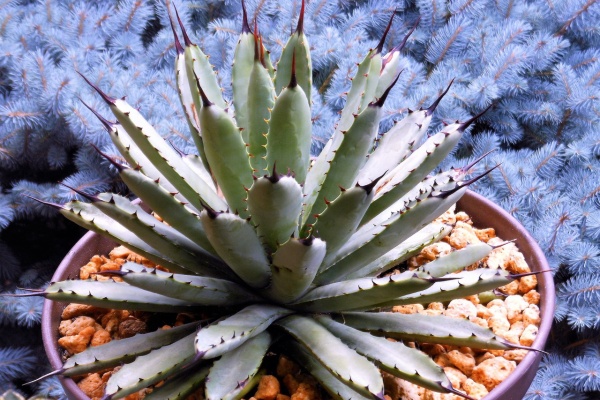 台湾産 Agave macroacantha 連棘タイプ マクロアカンサ（種子