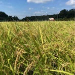 多古米農家のせがれ日記