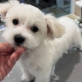 明和店トリミングブログ★