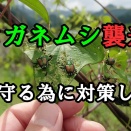 今年もコガネムシが大量に襲来したので対策しました